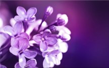 Obrazy Kvetov - Fialové Kvety zs3141