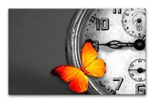 Obraz Motýľ a čas zs3340