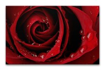 Červená ruža Obraz zs343