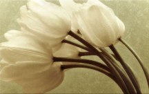 Tulipány Obraz zs345