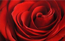 Obraz Ruža červená zs348