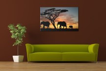 Slony - Obraz na stenu zs460