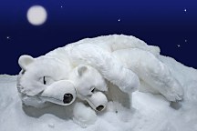 Obraz Ľadové medvede zs4611