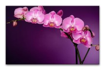 Obraz Orchidea Fialová zs85