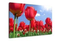 Obrazy Tulipány červené zs89