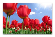 Obrazy Tulipány červené zs89