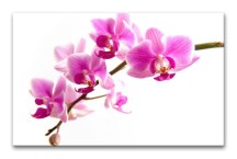 Orchidea - Obraz na stenu zs99
