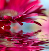 Obrazy Kvety - Ružové zs24104