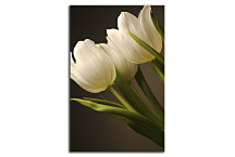 Obraz - Biele tulipány zv24153