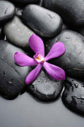Obrazy SPA - Kvet na kameni zv24255