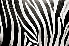 Čiernobiela fototapeta Zebra 123 - vliesová